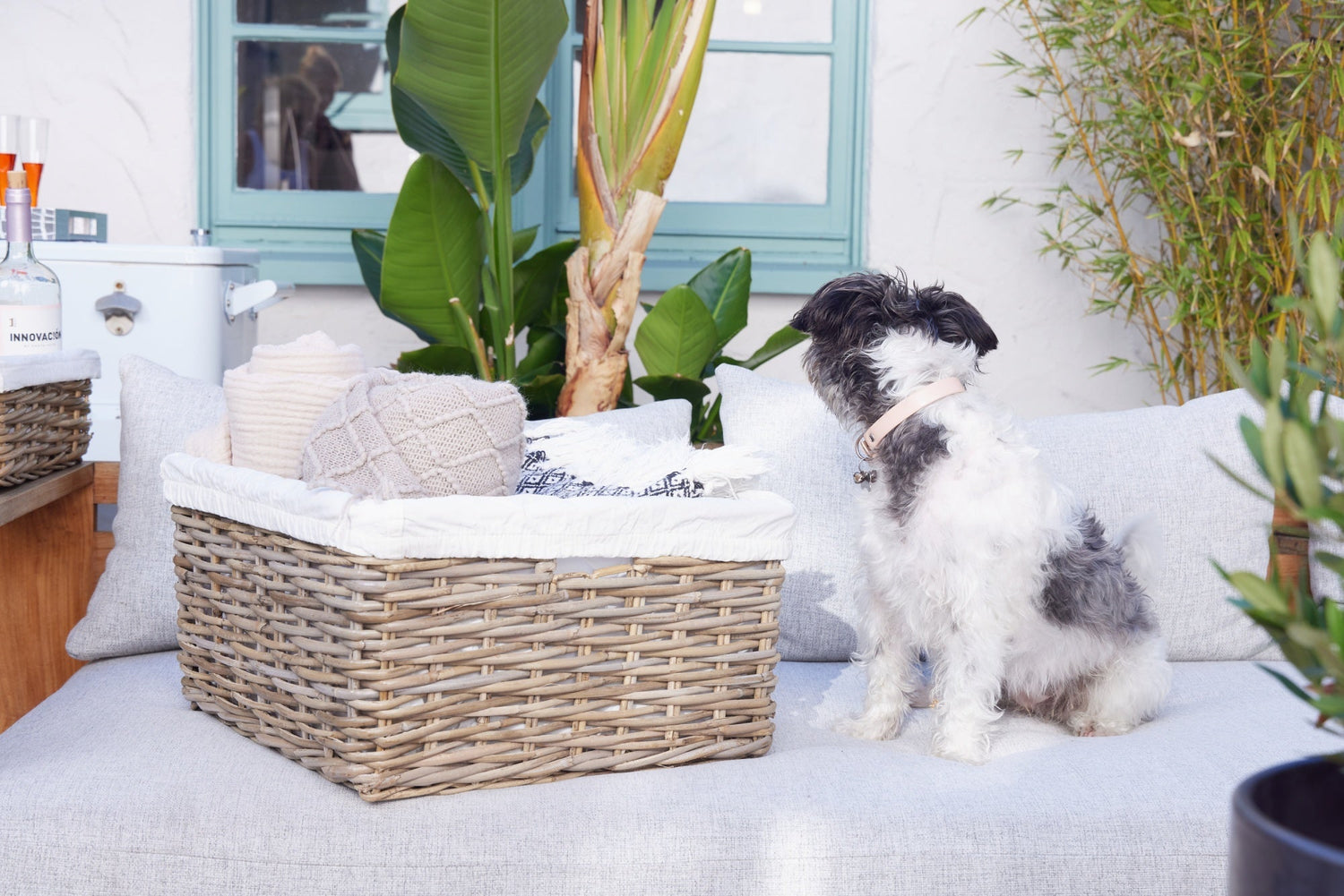 Pet-Friendly Home Organization: Stylish Basket Solutions for Pet Supplies